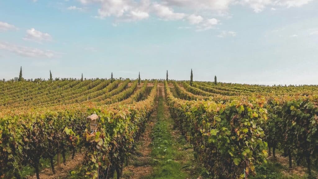 bordeaux-wine